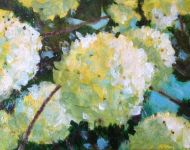 Hydrangeas 2