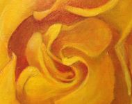 Austins Rose