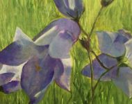 Bluebells